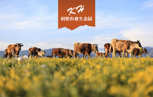 瀘州科恒農(nóng)業(yè)生態(tài)園官網(wǎng)建設(shè)