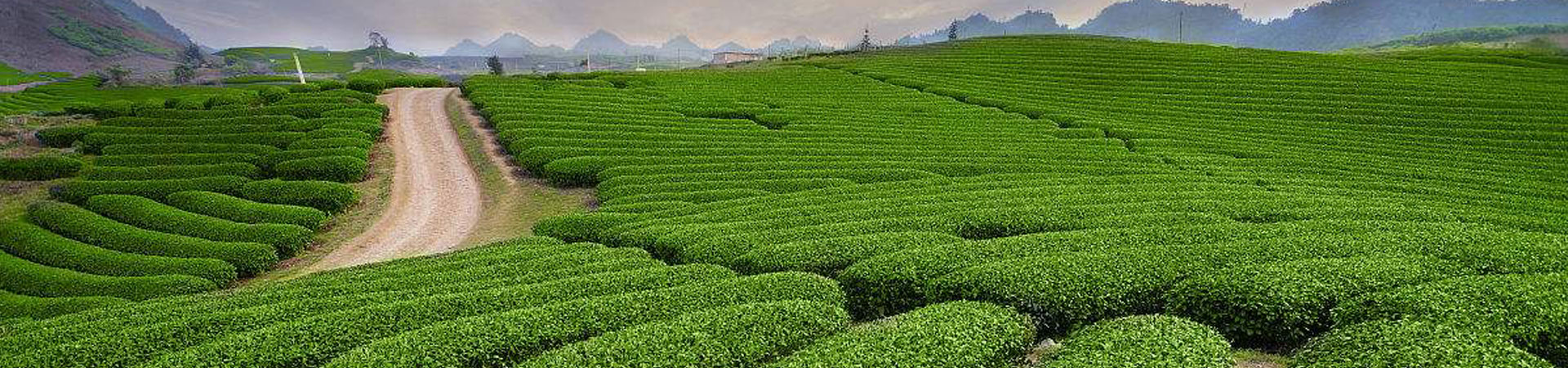 四川大里特早茶有限公司官網(wǎng)